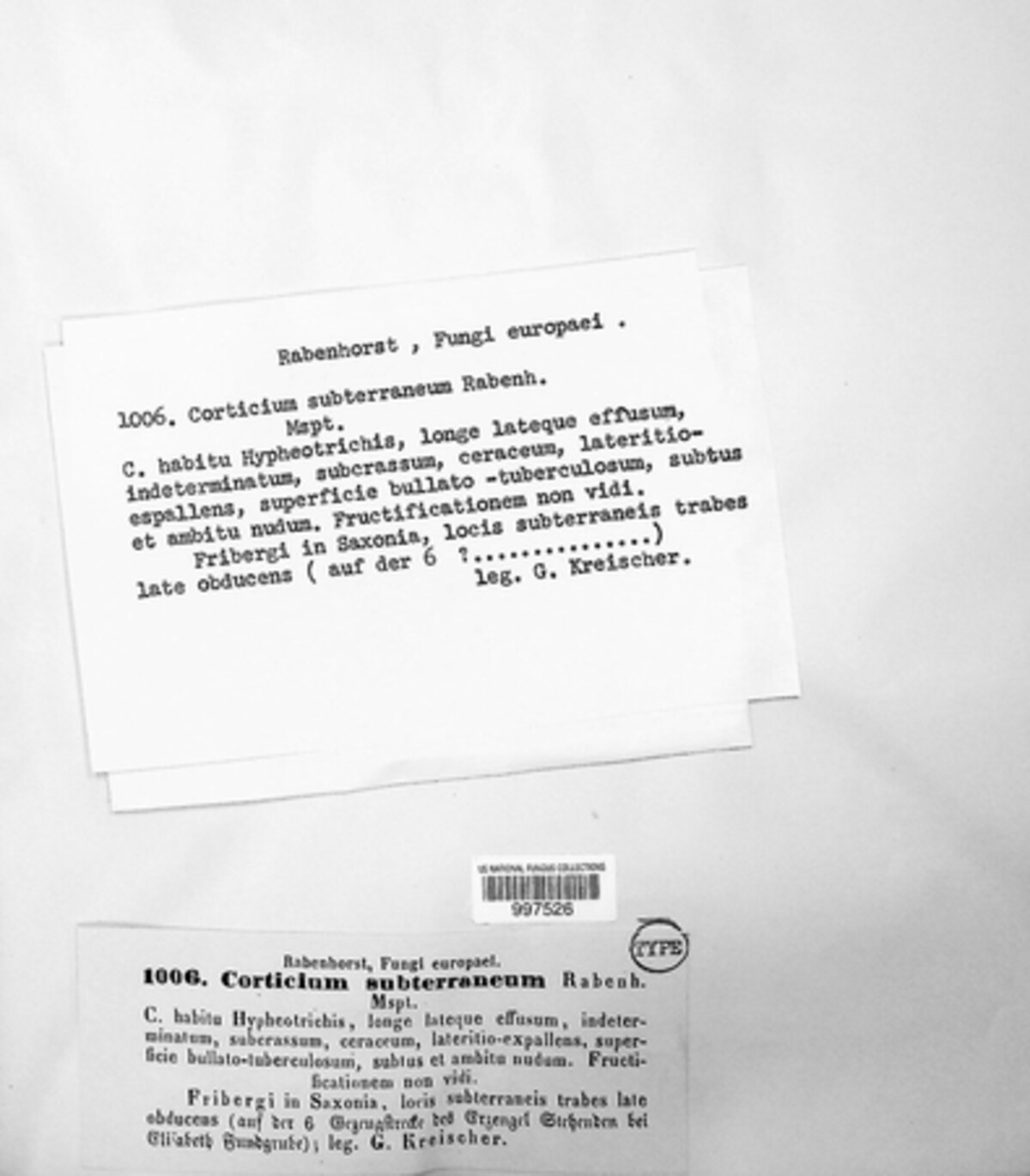 Corticium subterraneum image
